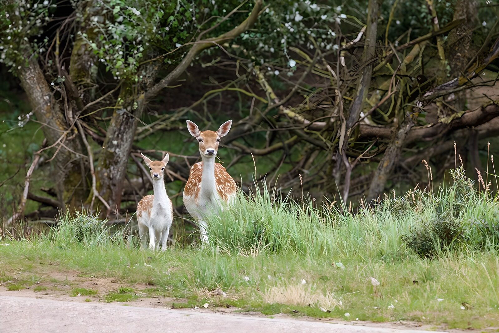 CW7221696: Moeder en jong hert in het groen