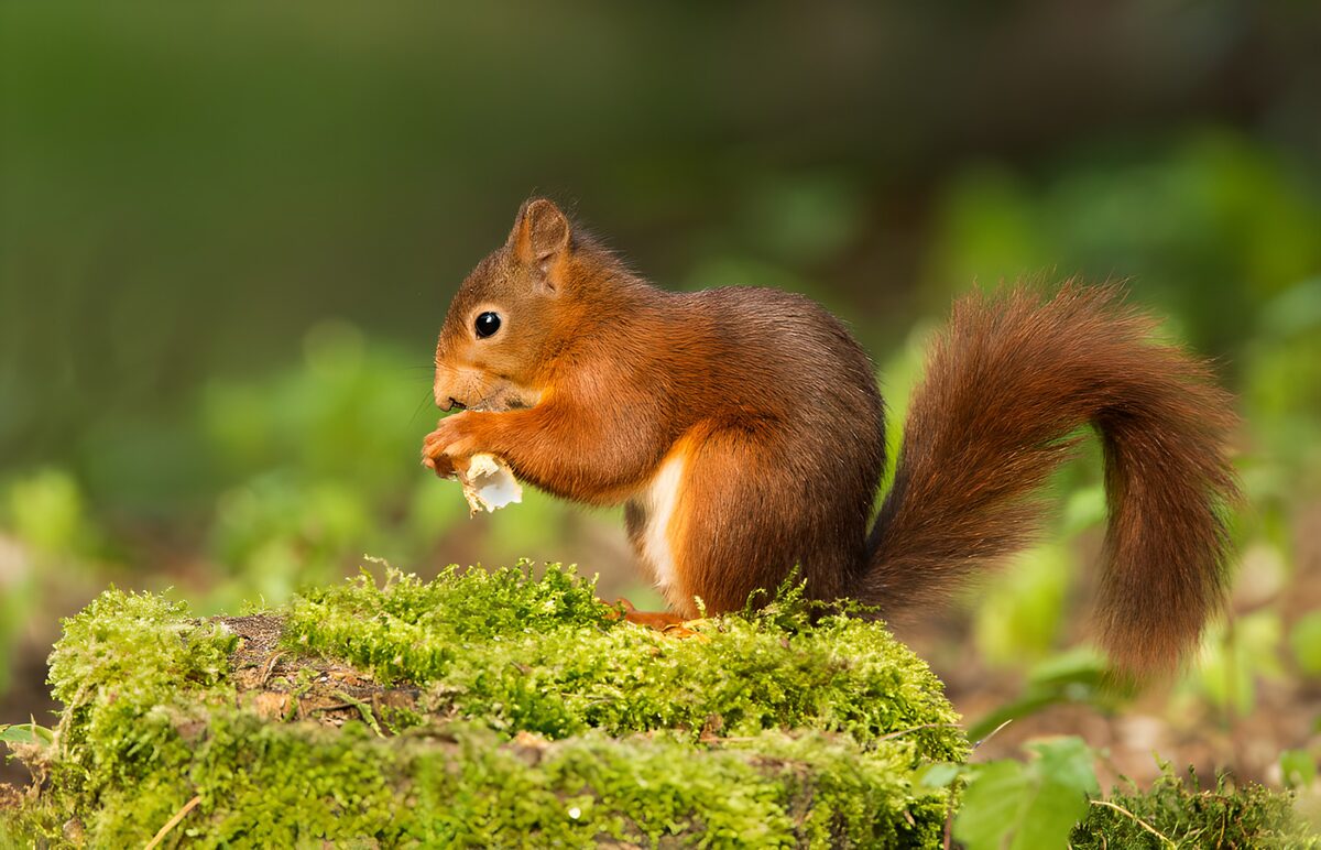 Schattig eekhoorntje in de natuur