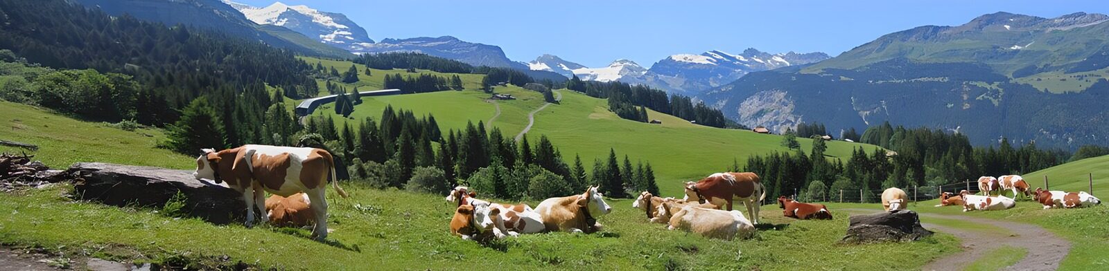 CW9693387: Mooie Alpenweide met koeien