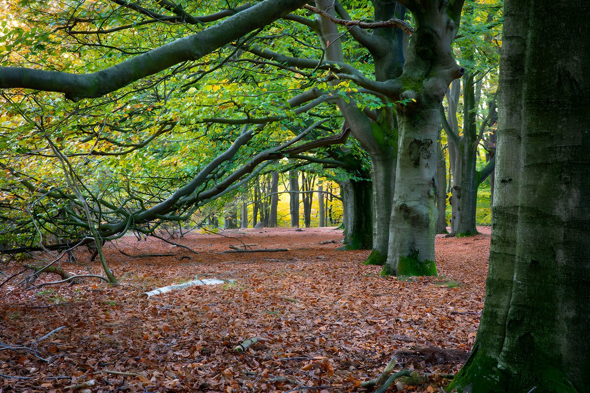Prachtige herfstkleuren in het bos