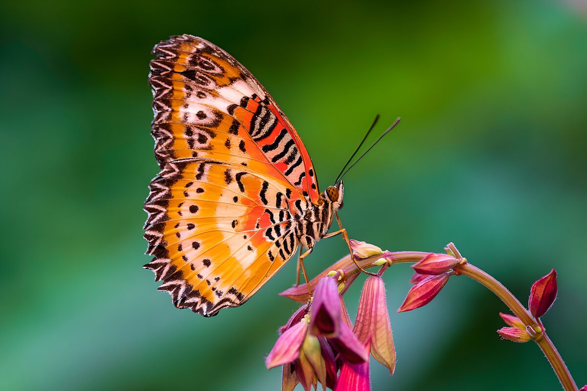 Prachtige vlinder op een bloem