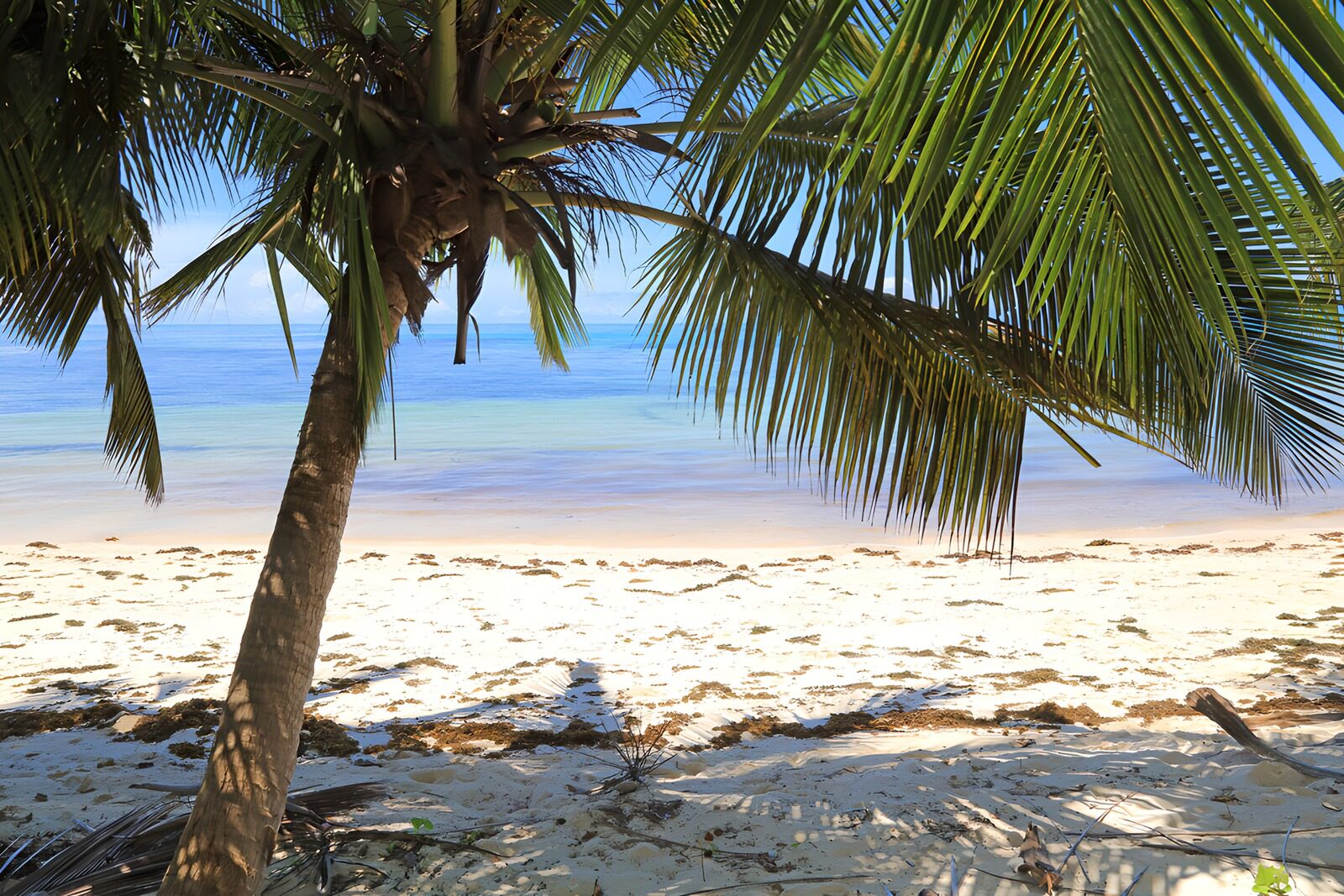 CW1343181: Tropisch strand met palmbomen