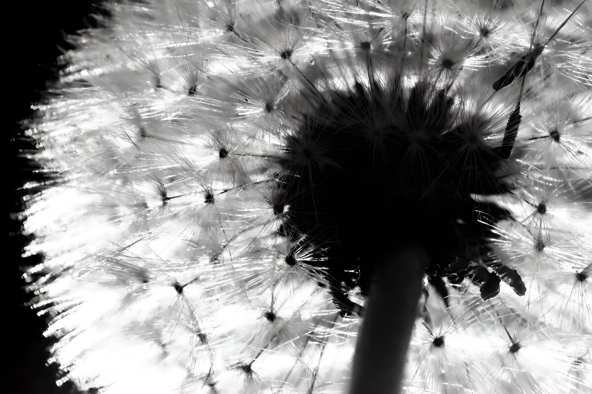 Wonderlijke Paardenbloem in Zwart-Wit