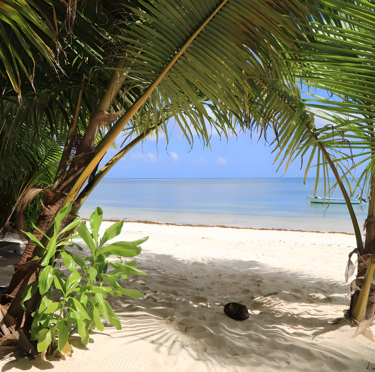 CW2564974: Tropisch strandzicht door de palmbomen