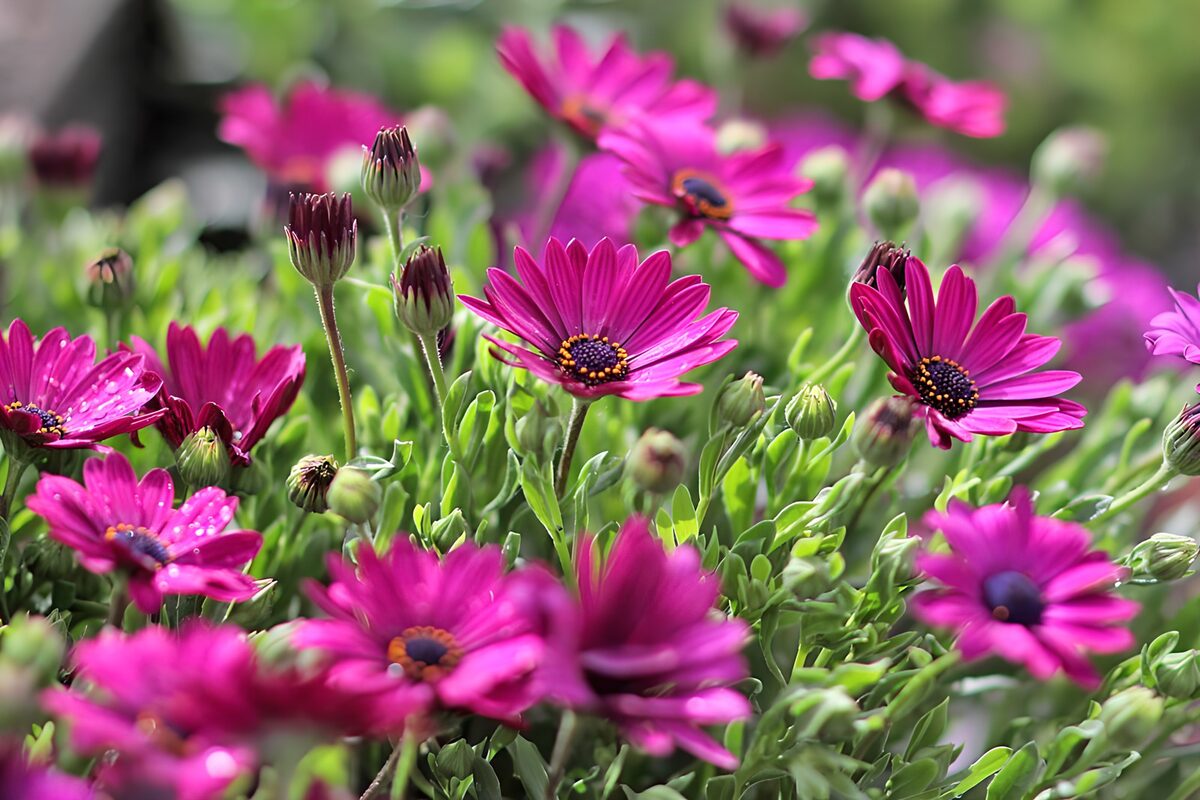 Prachtige paarse bloemen in volle bloei