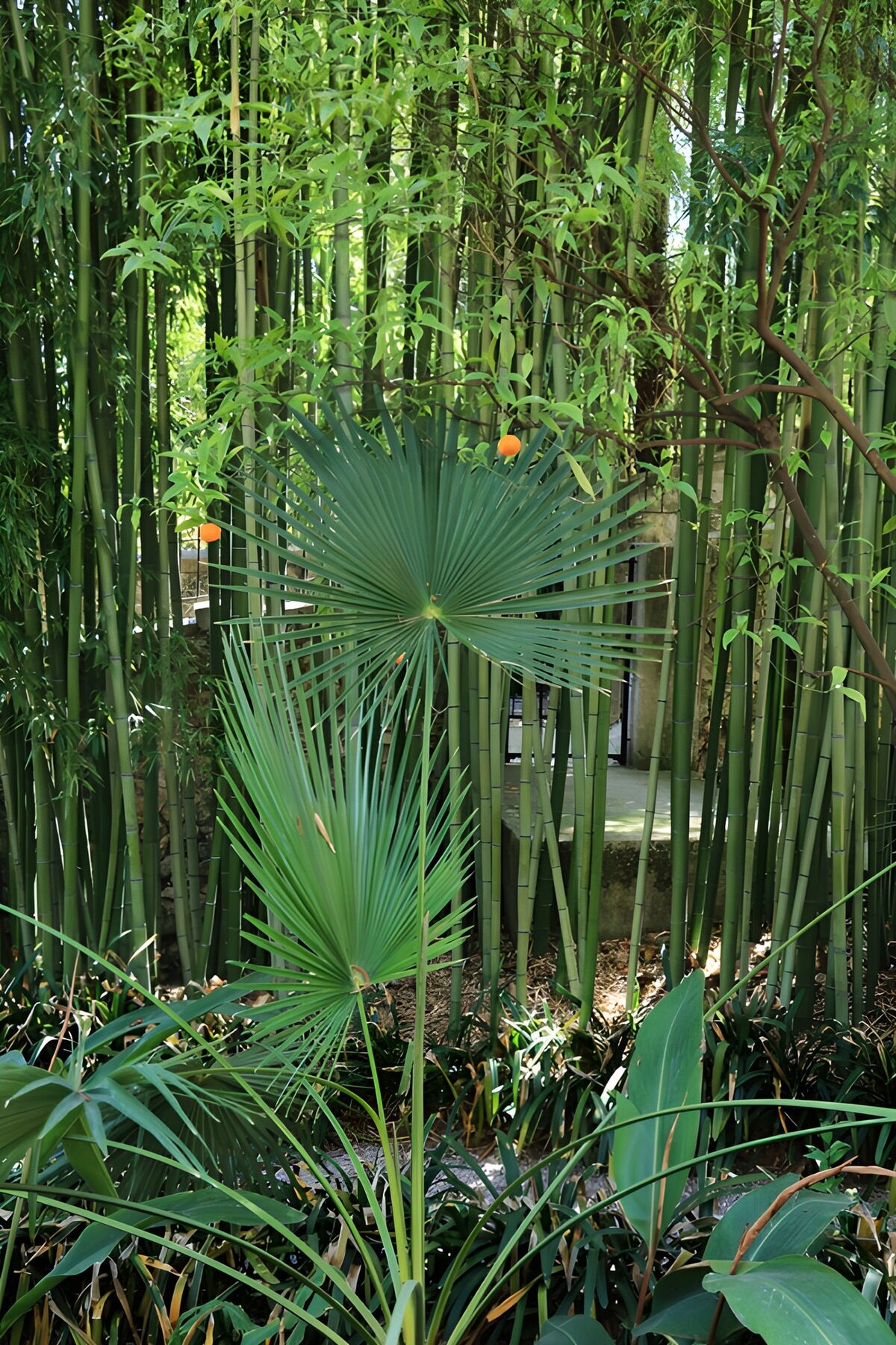 CW3726381: Groene Oase met Bamboe en Palmen
