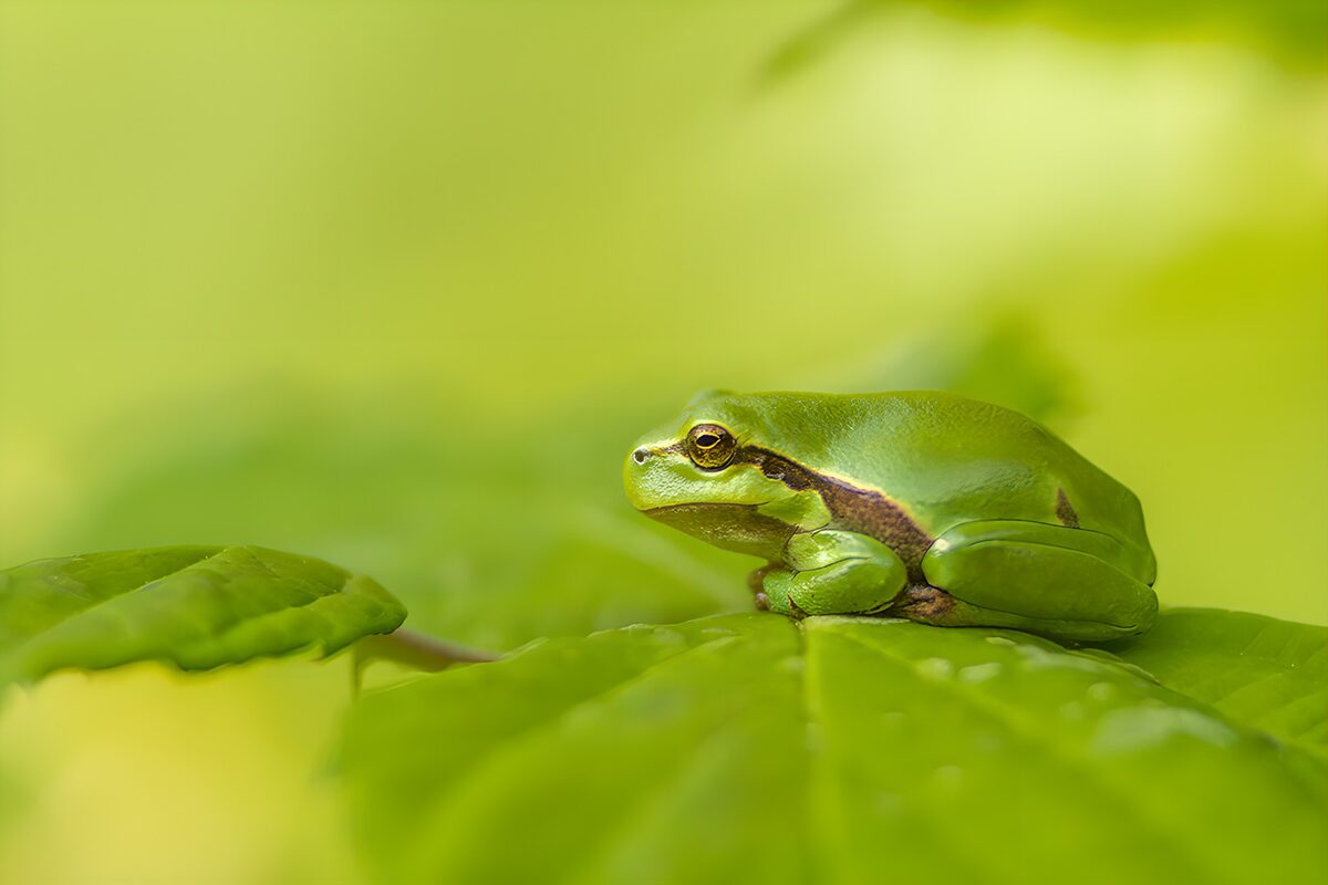 Groene kikker op een groene blad
