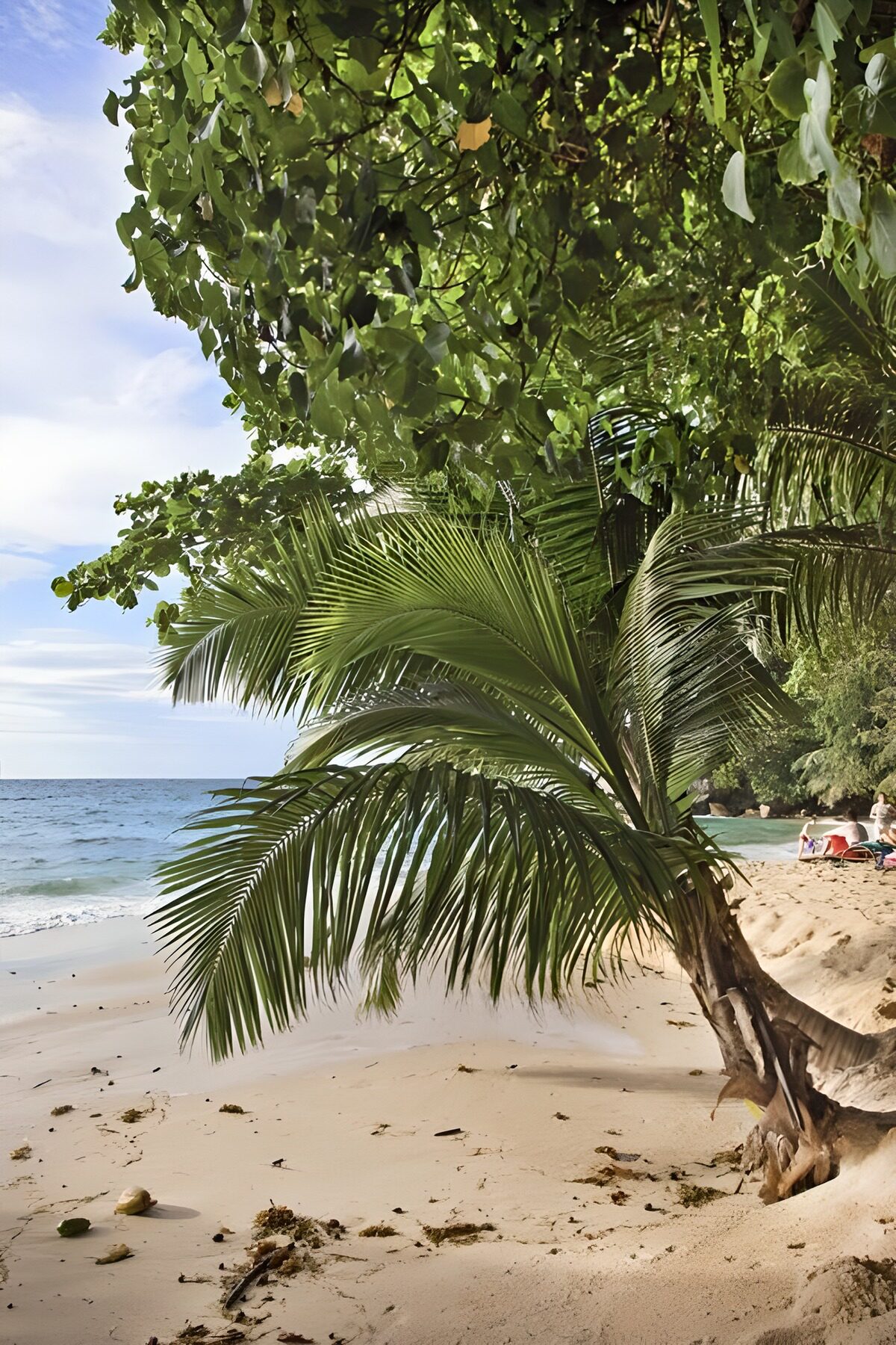 CW4523147: Tropisch strand met palmbomen