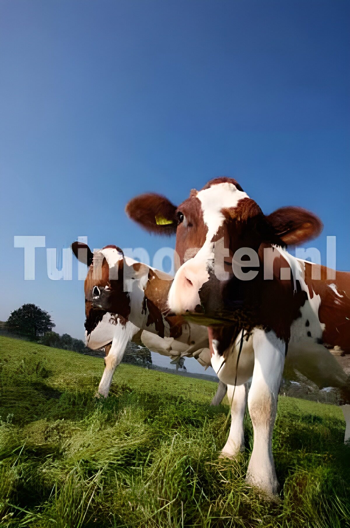 Twee nieuwsgierige koeien in de wei