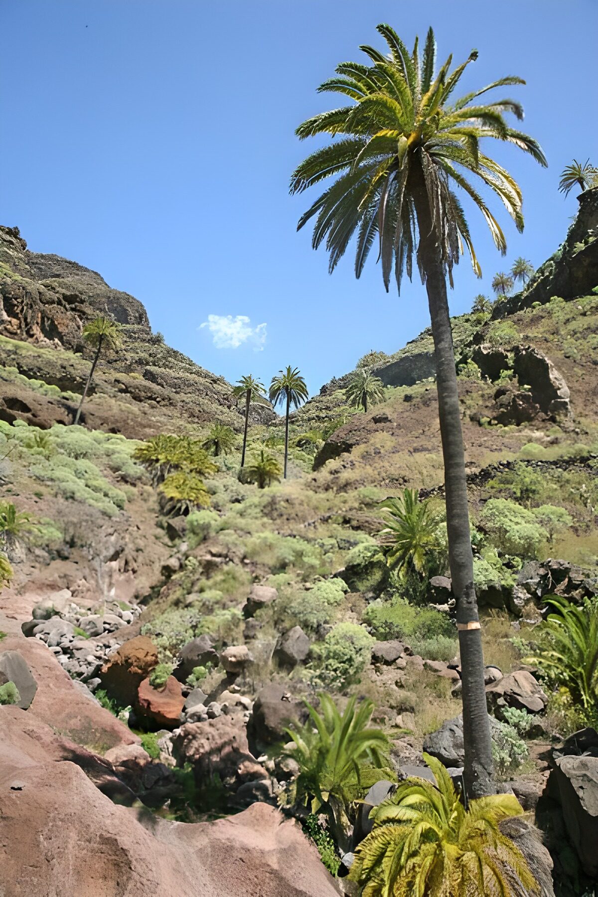 Palmen in een berglandschap