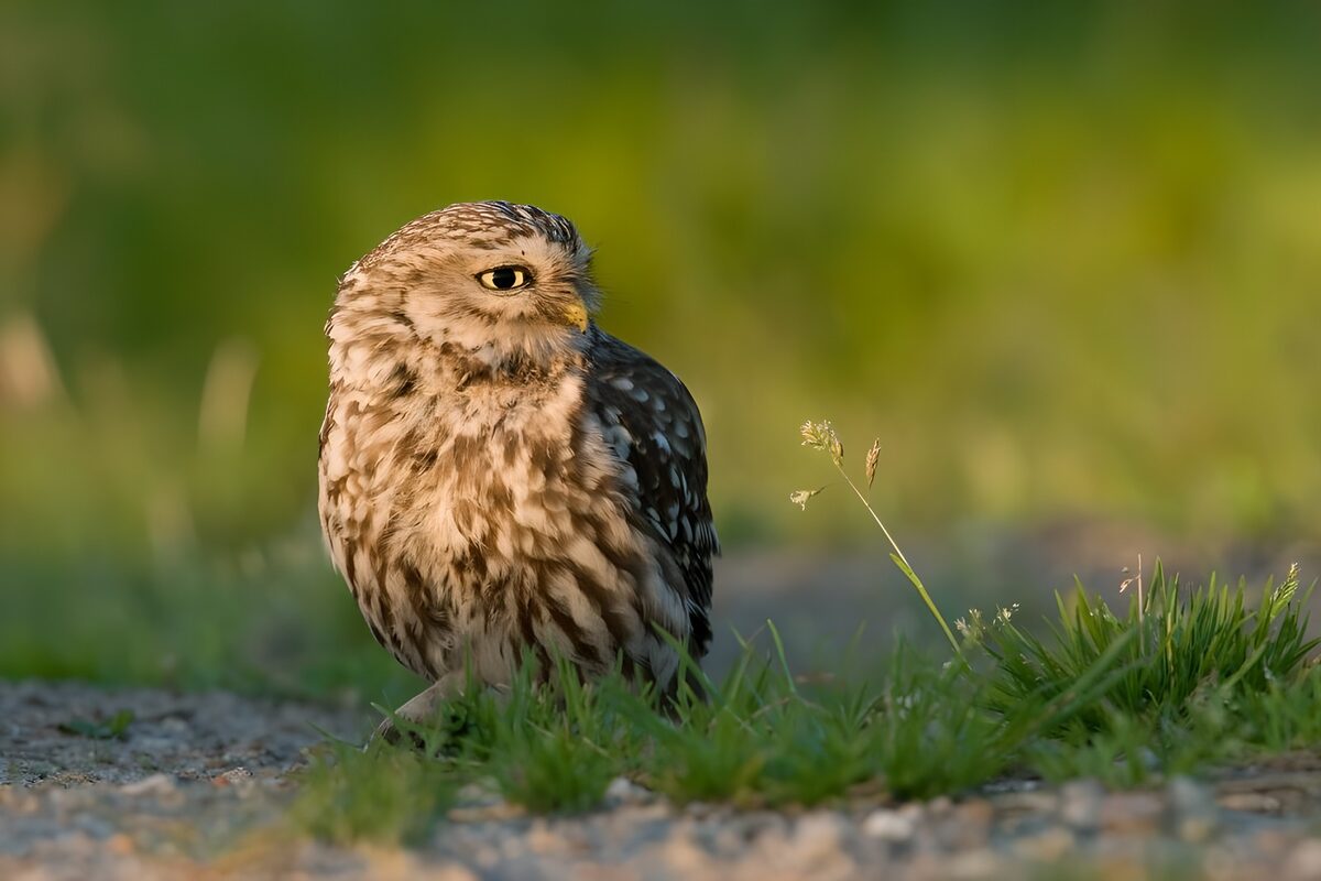 Schattige steenuil in het groen