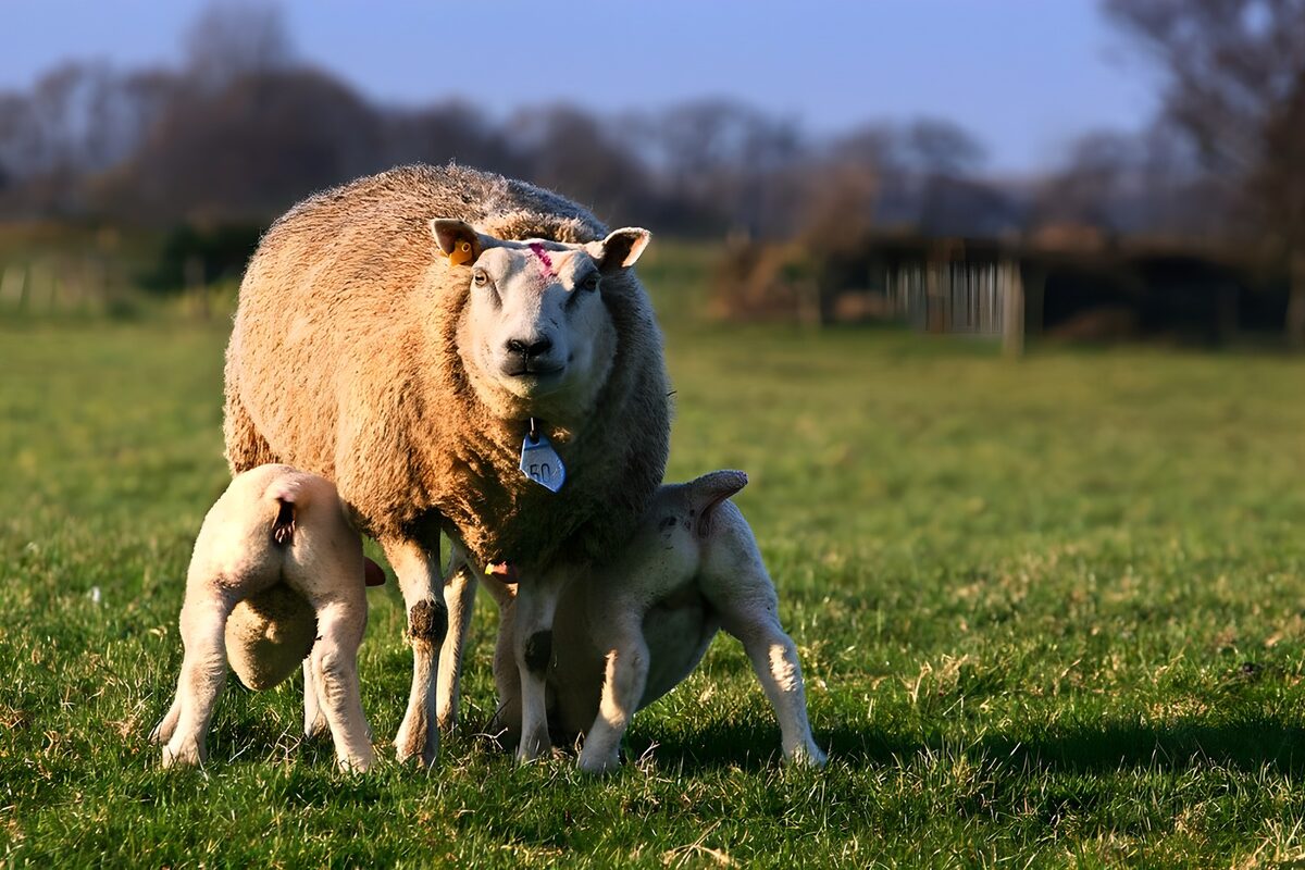 Lammetjes drinken bij hun moederschap