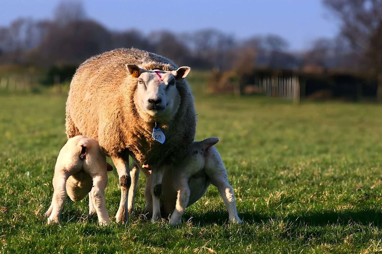 CW2099847: Lammetjes drinken bij hun moederschap