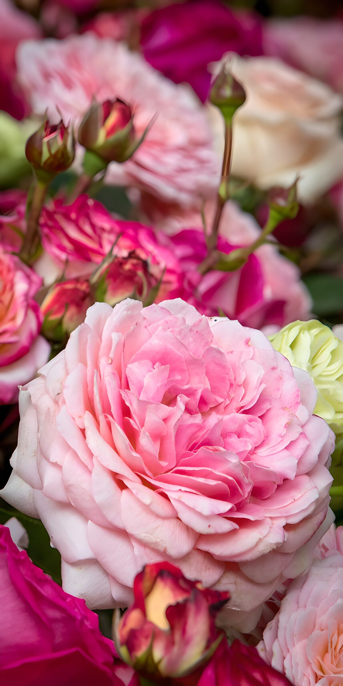 CW3642919: Rozen in verschillende tinten