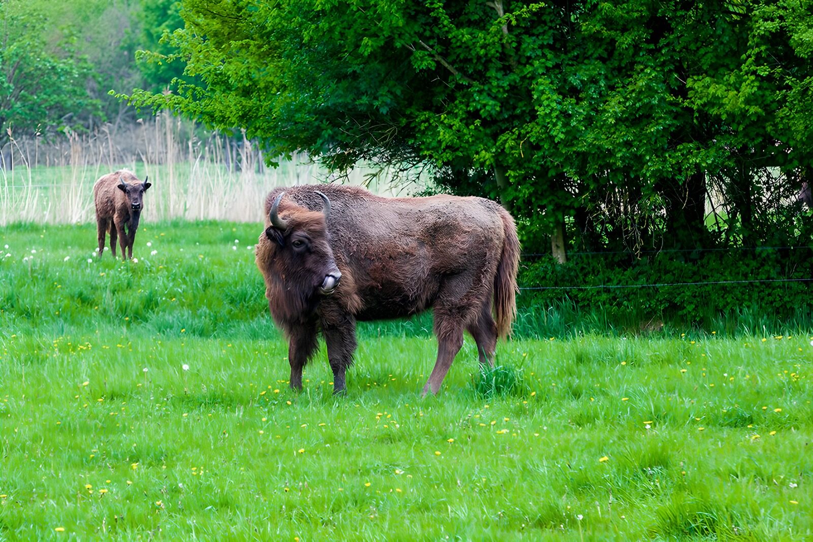 CW3677334: Twee Wisenten in het Groen