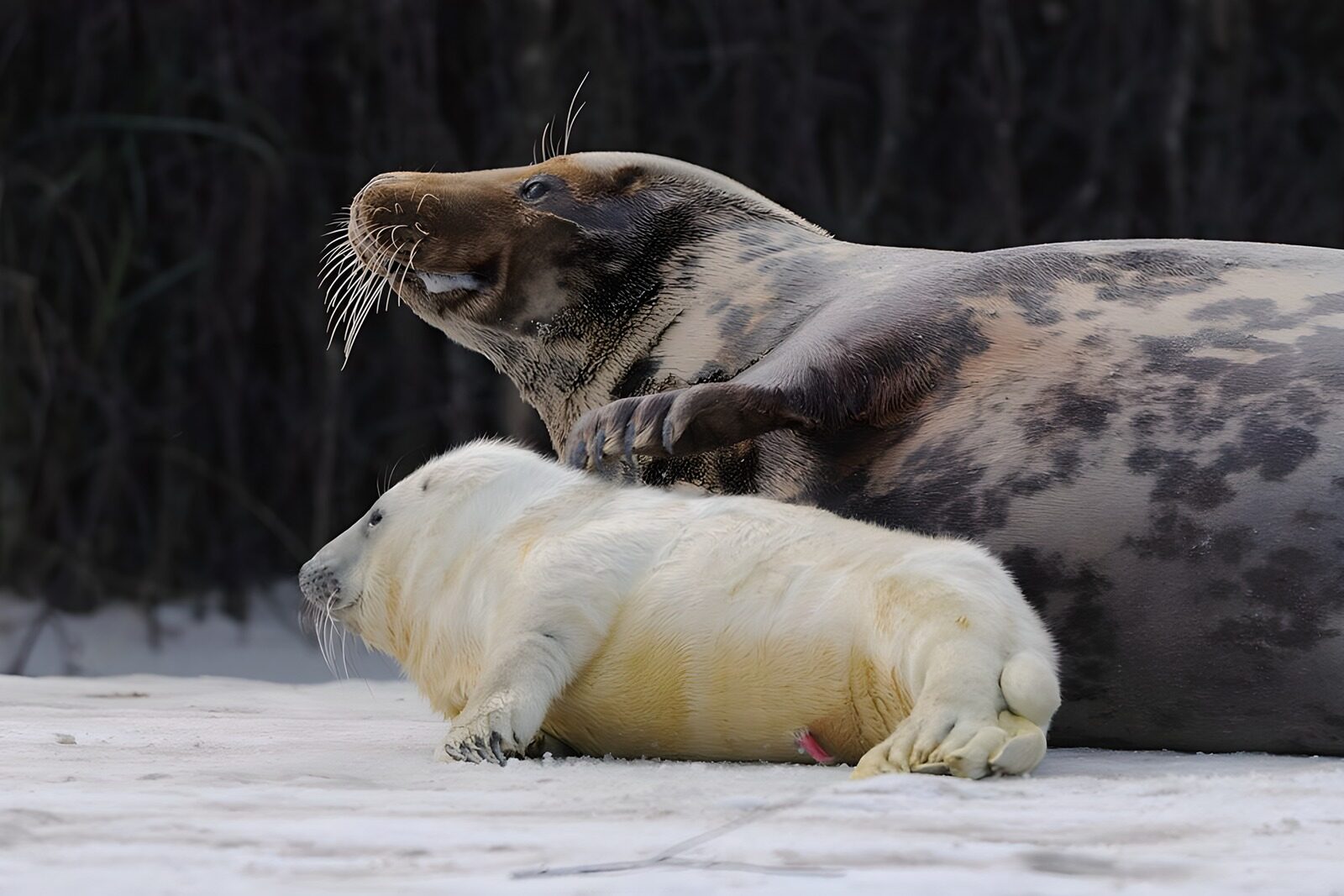 CW3871894: Zeehond en pup op het strand