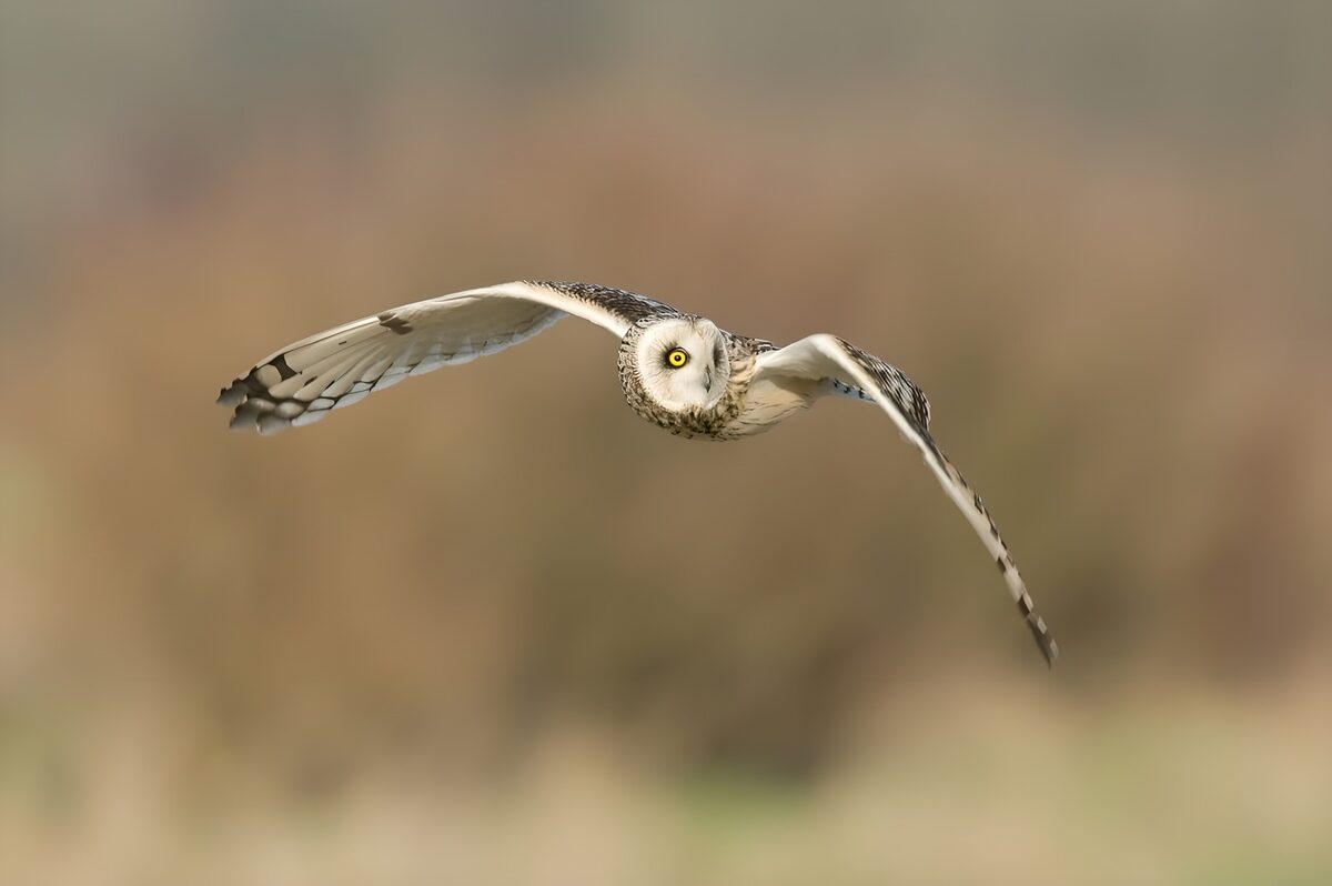 Uil in vlucht boven het landschap