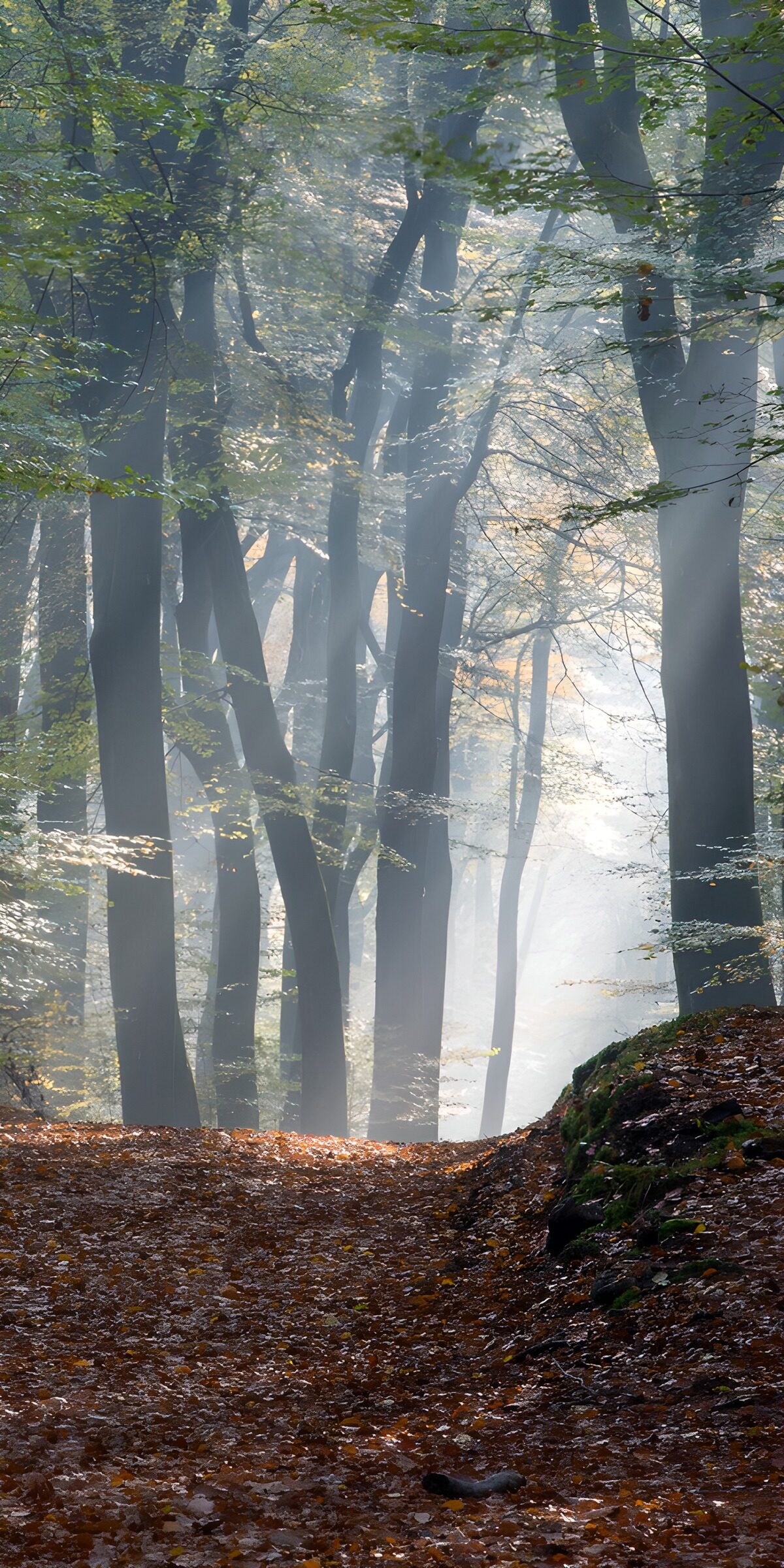 CW8818664: Mystieke Boswandeling in de Herfst