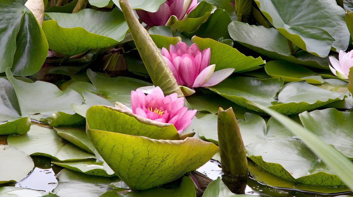 Mooie waterlelies in bloei