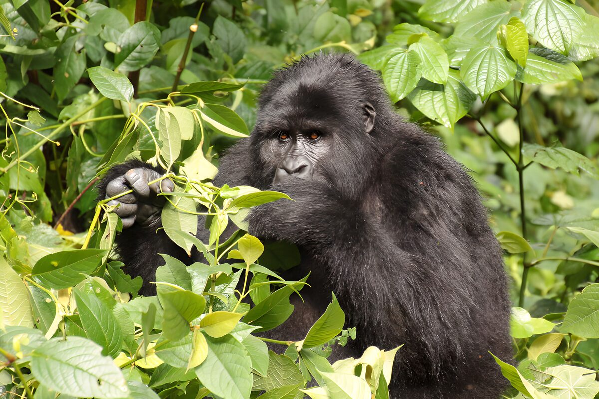 Eetmoment van een gorilla in het groen