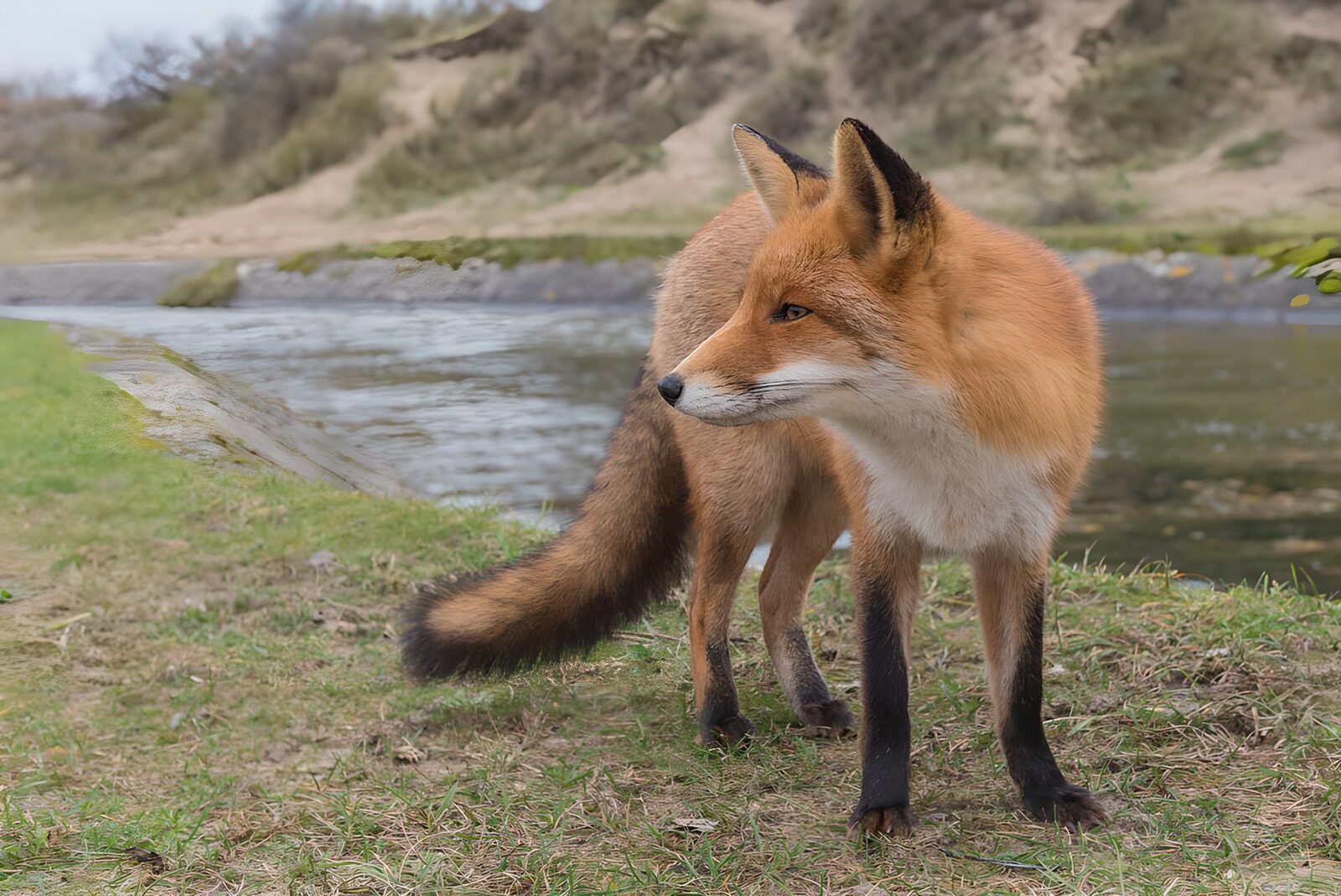 CW8397041: Vossen in hun natuurlijke habitat