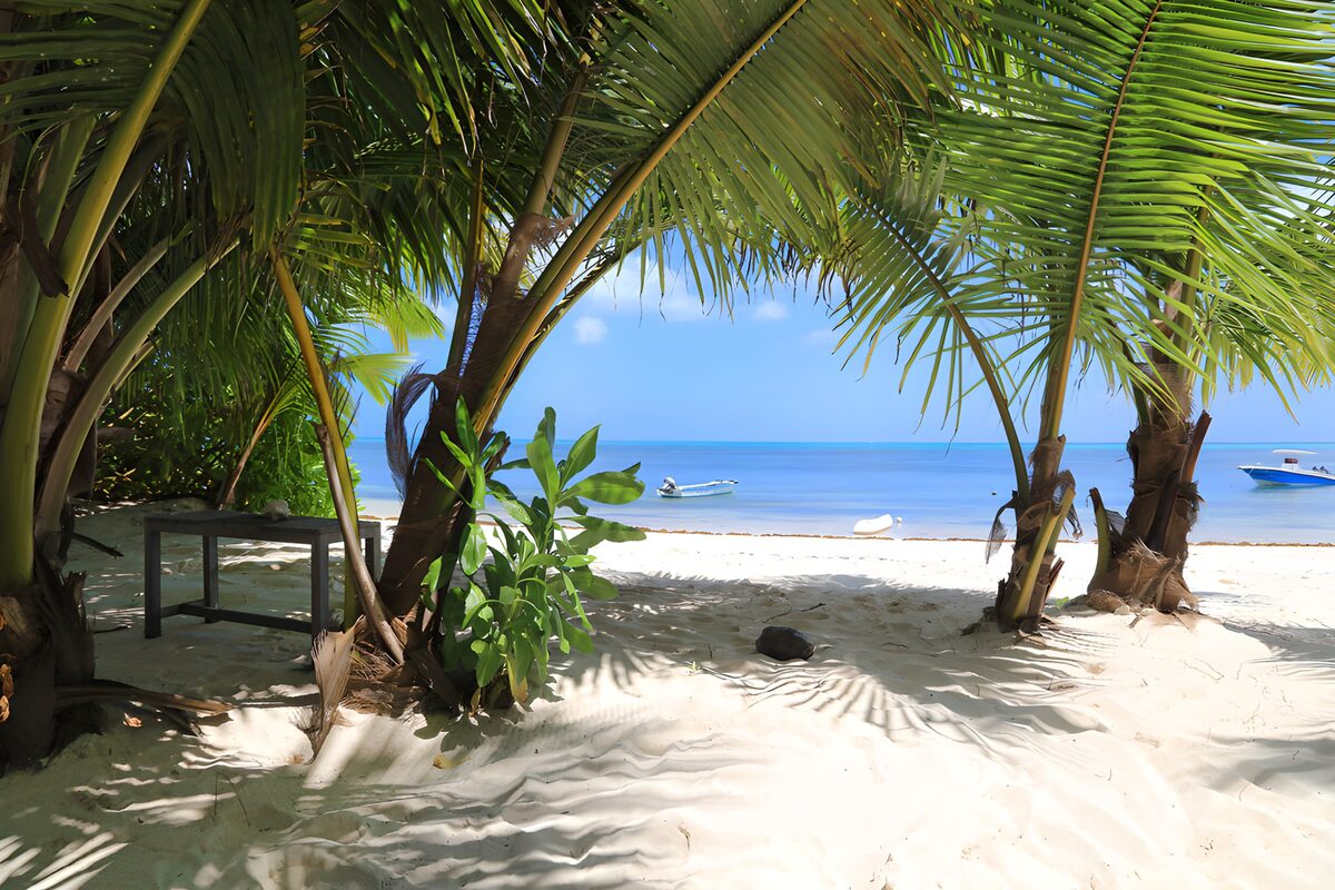 Paradijselijk strandzicht onder palmbomen
