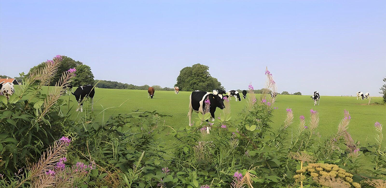 CW3172659: Koeien in het Groene Veld