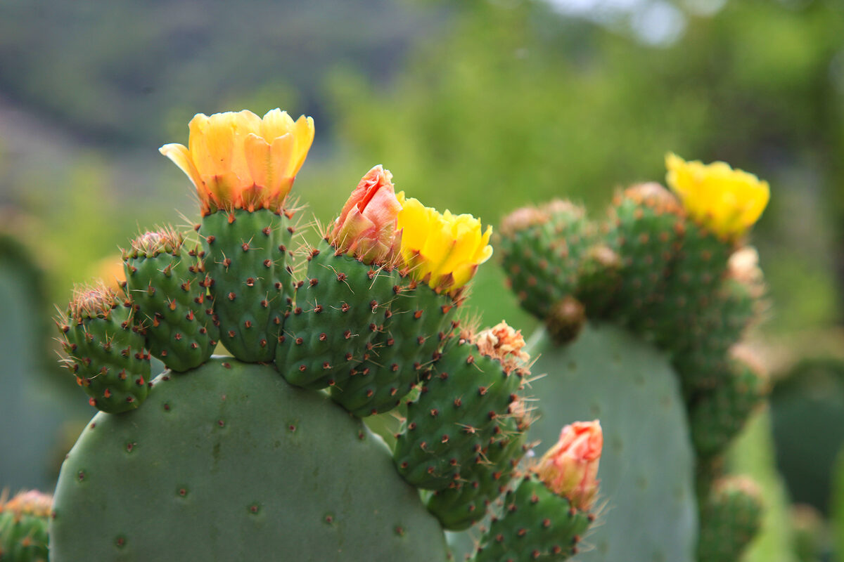 Bloeiende cactus in de natuur