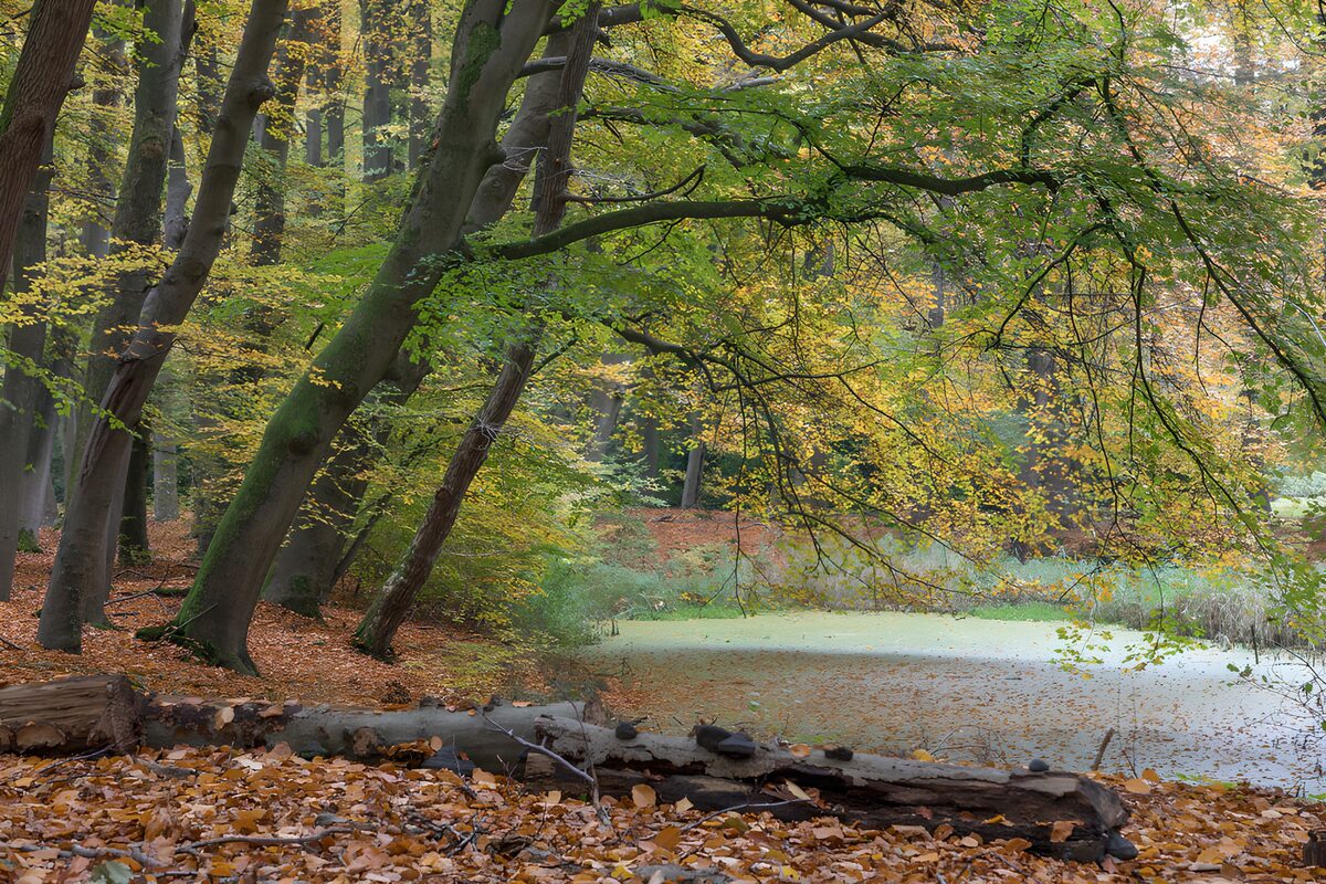 Kleurige Herfst in het Bos