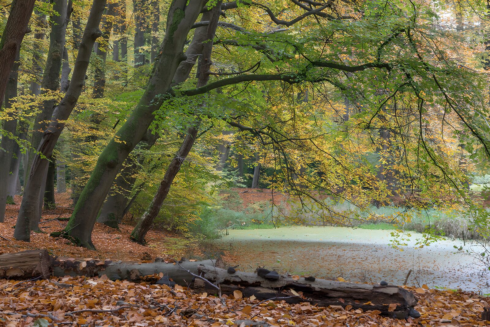 CW3615727: Kleurige Herfst in het Bos