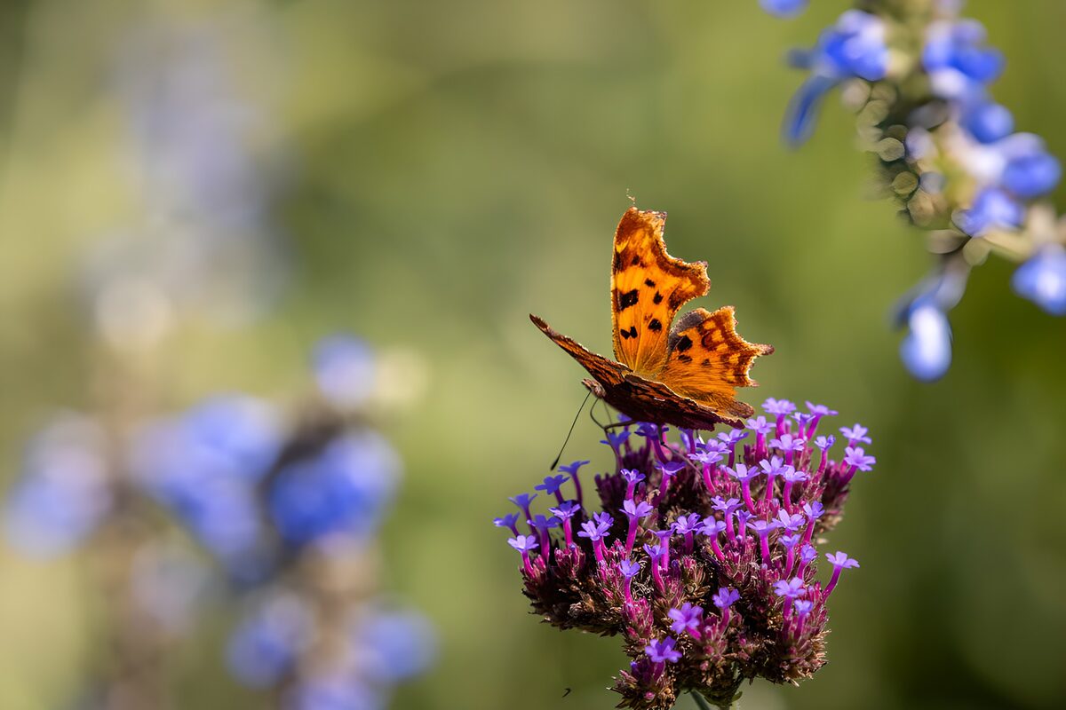 Gewone vos op kleurrijke bloemen