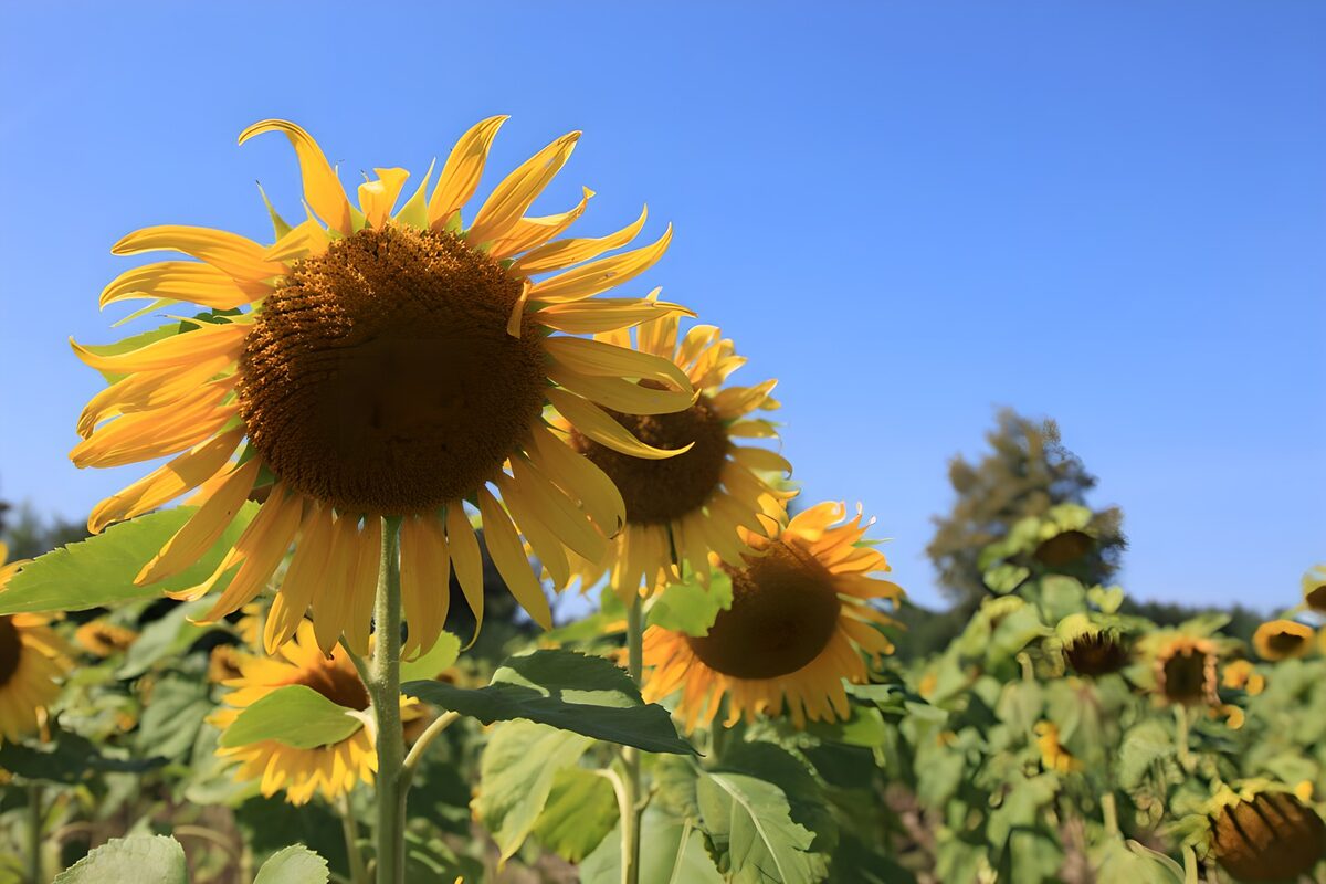 Zonnetjes in een blauwe lucht