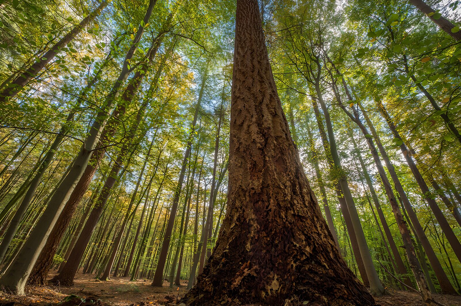 CW2744504: Majestueuze boom in weelderig bos