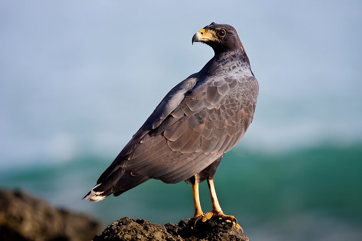 Zwarte roofvogel op rotsen bij zee