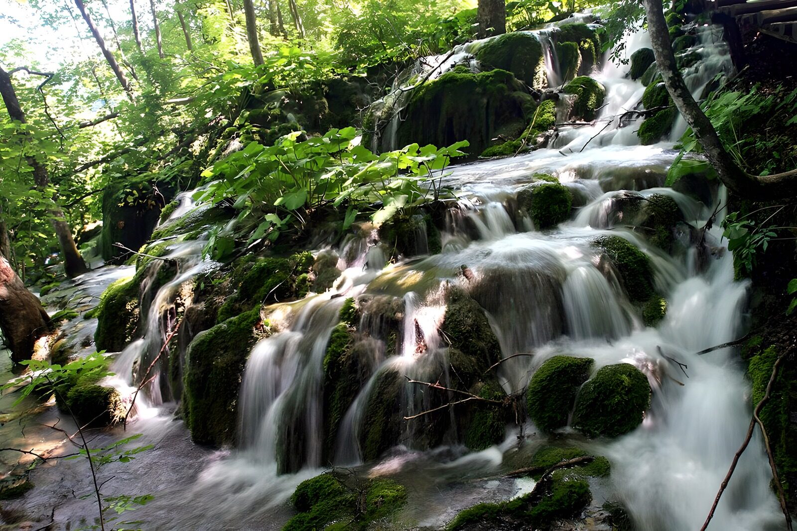 CW5525681: Rustig stromend water in het bos