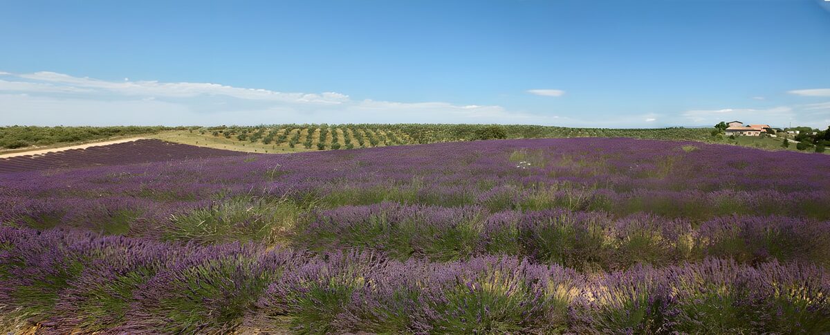 Prachtige lavendelvelden onder een blauwe lucht