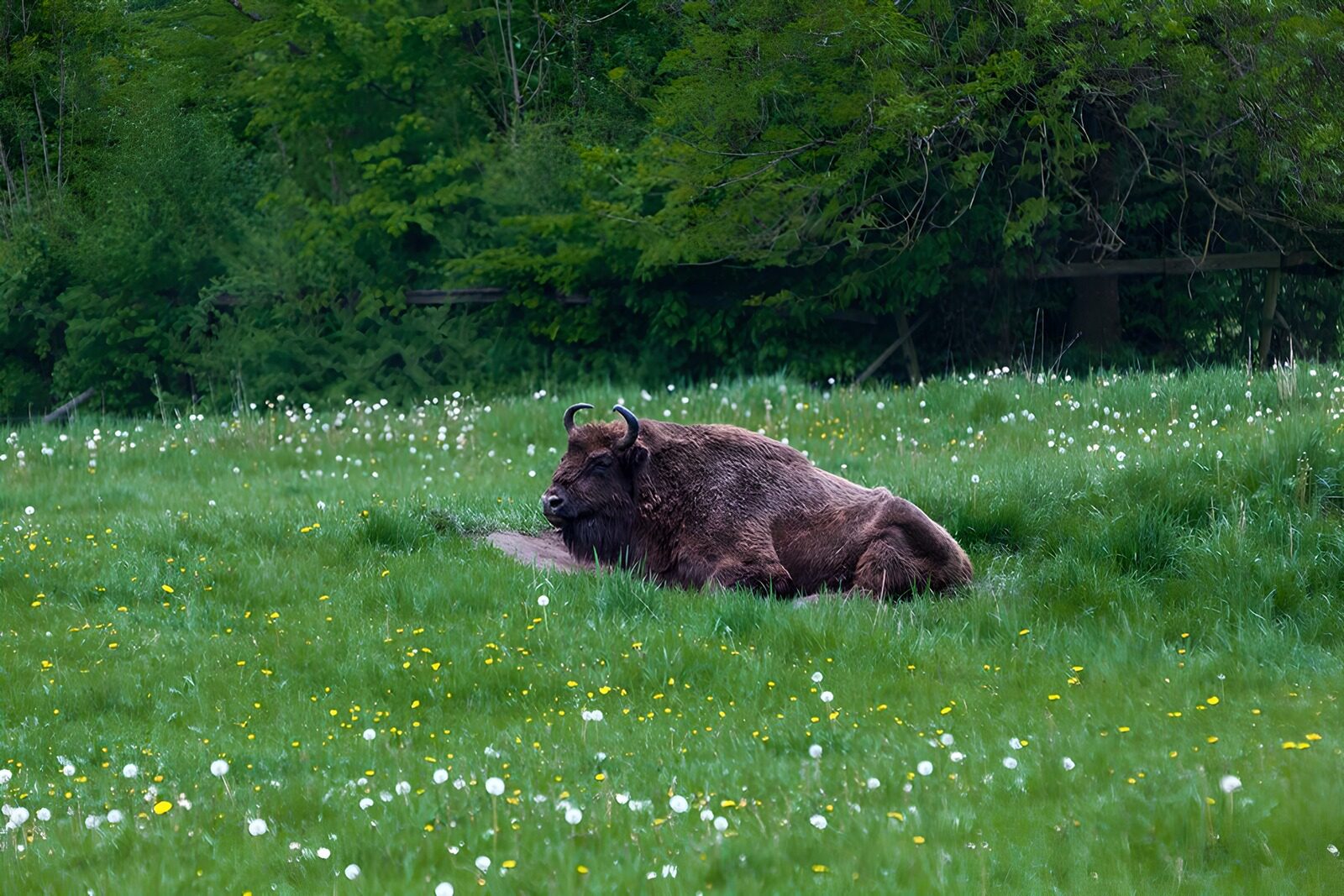 CW4198653: Rustende Wisent in Groen Veld
