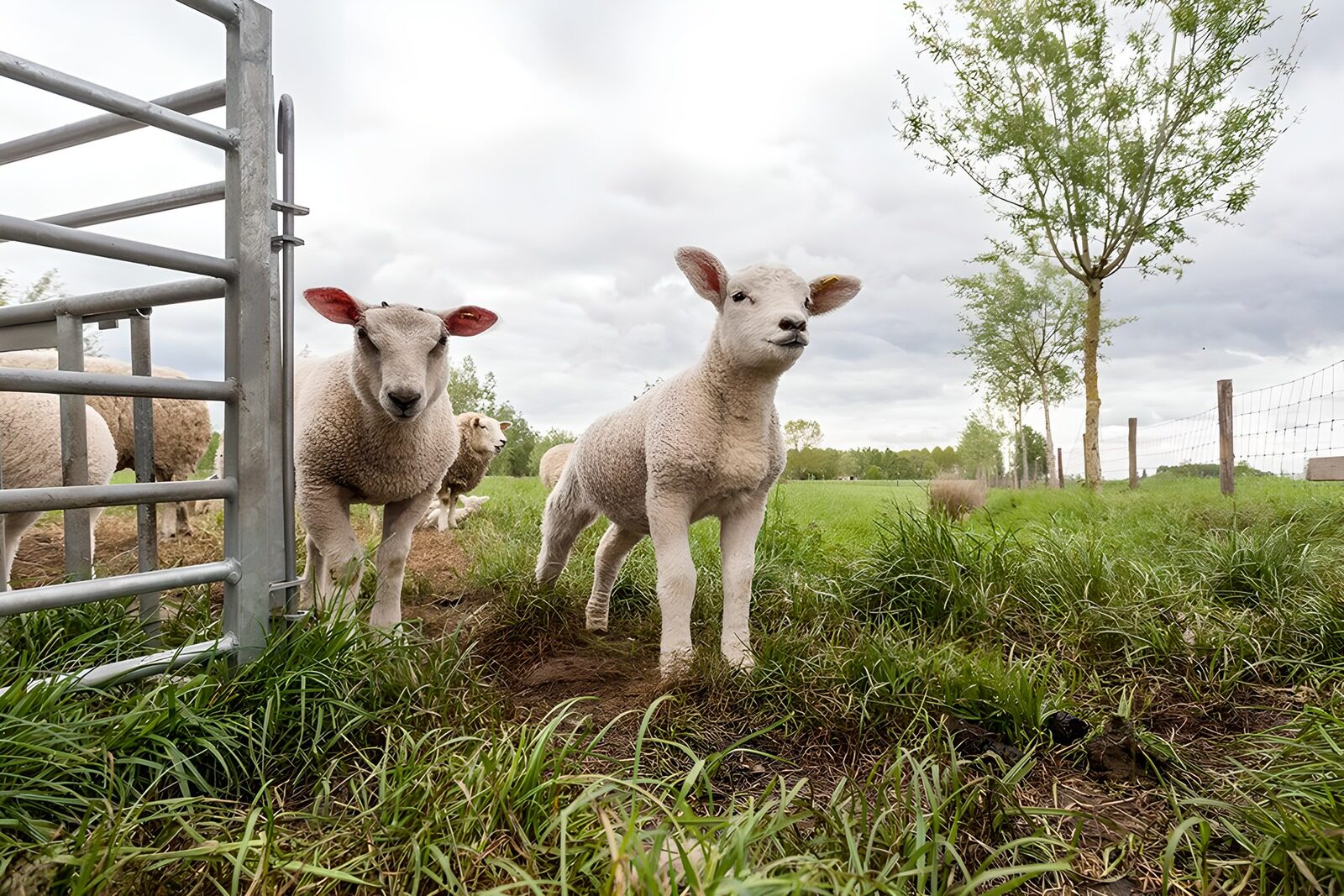 CW8961633: Schattige lammetjes in het gras