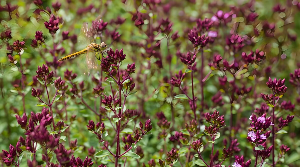 Libelle op paarse bloemen