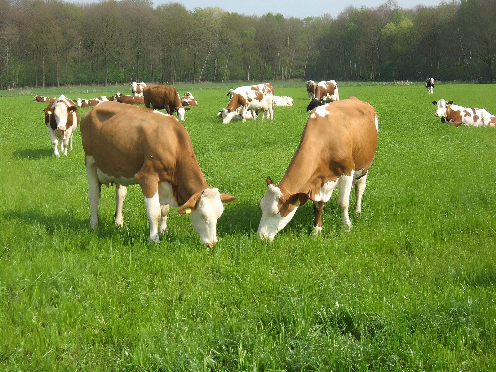 CW1169244: Koeien in een groene weiland