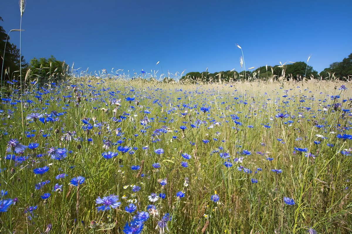 Prachtig bloeiende veld in de zon