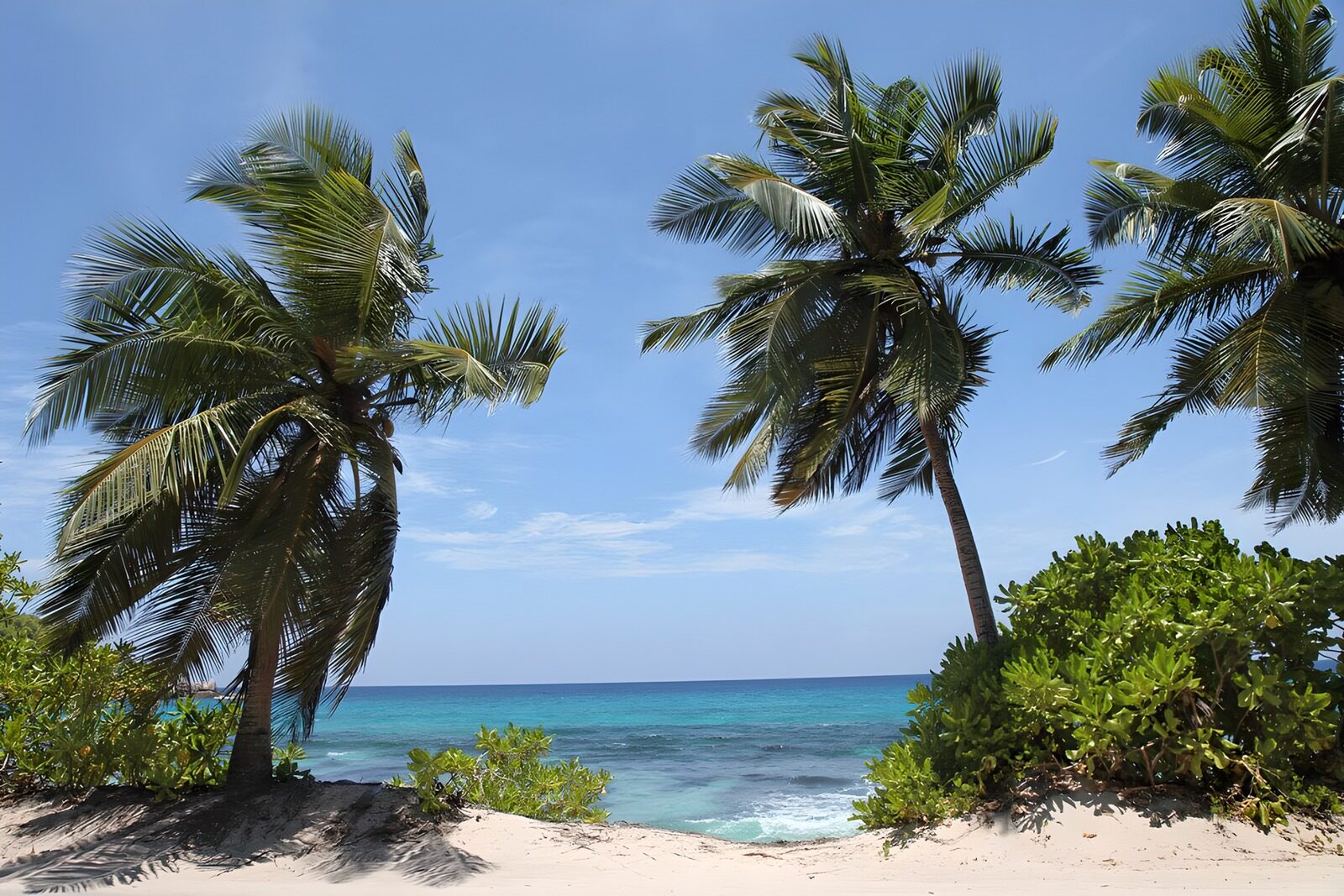 CW6018198: Tropisch strand met palmbomen