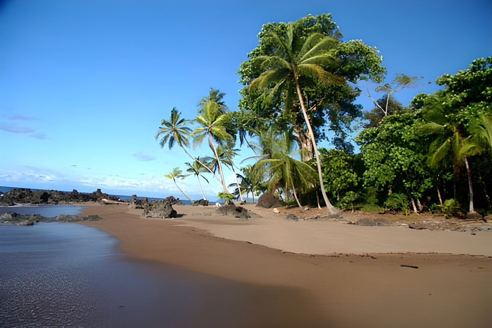 CW5029583: Tropisch strand met palmbomen