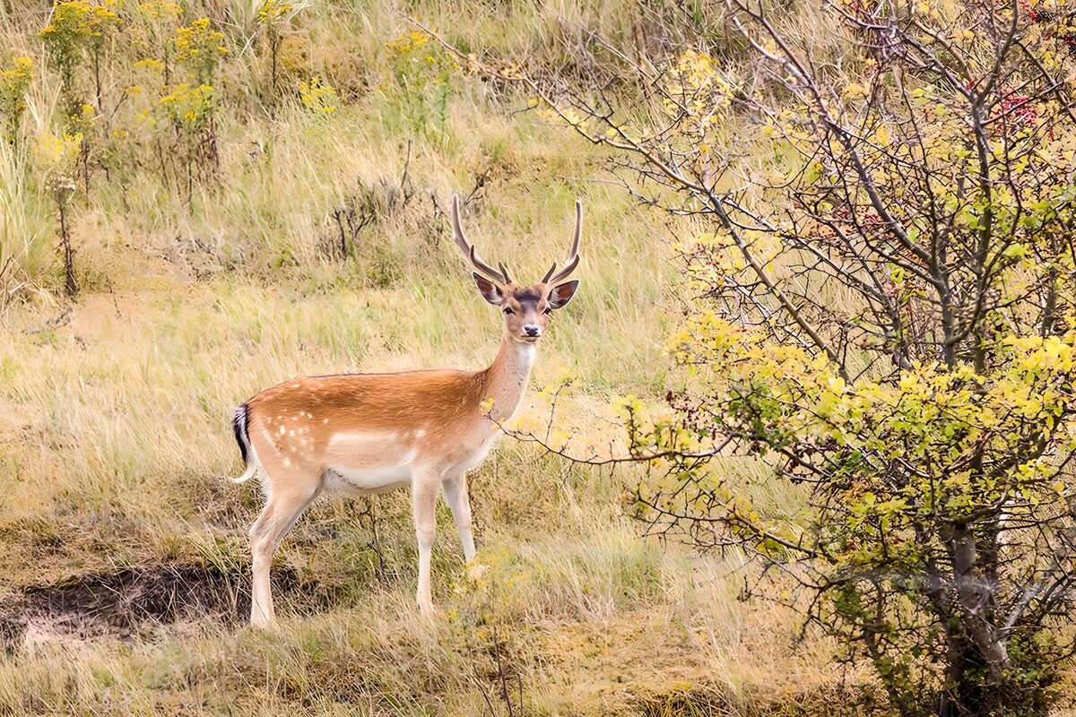 Mannelijke damhert in de natuur