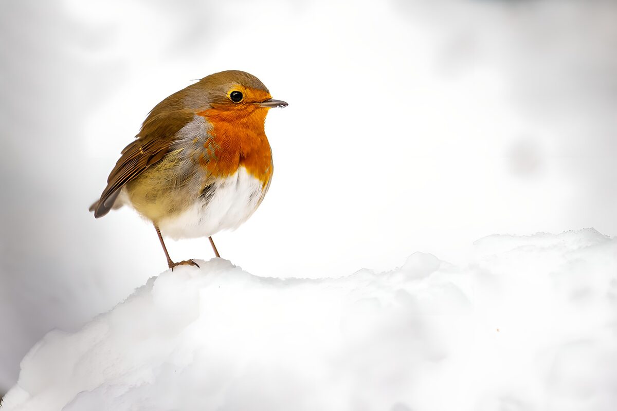 Roodborstje in de sneeuw