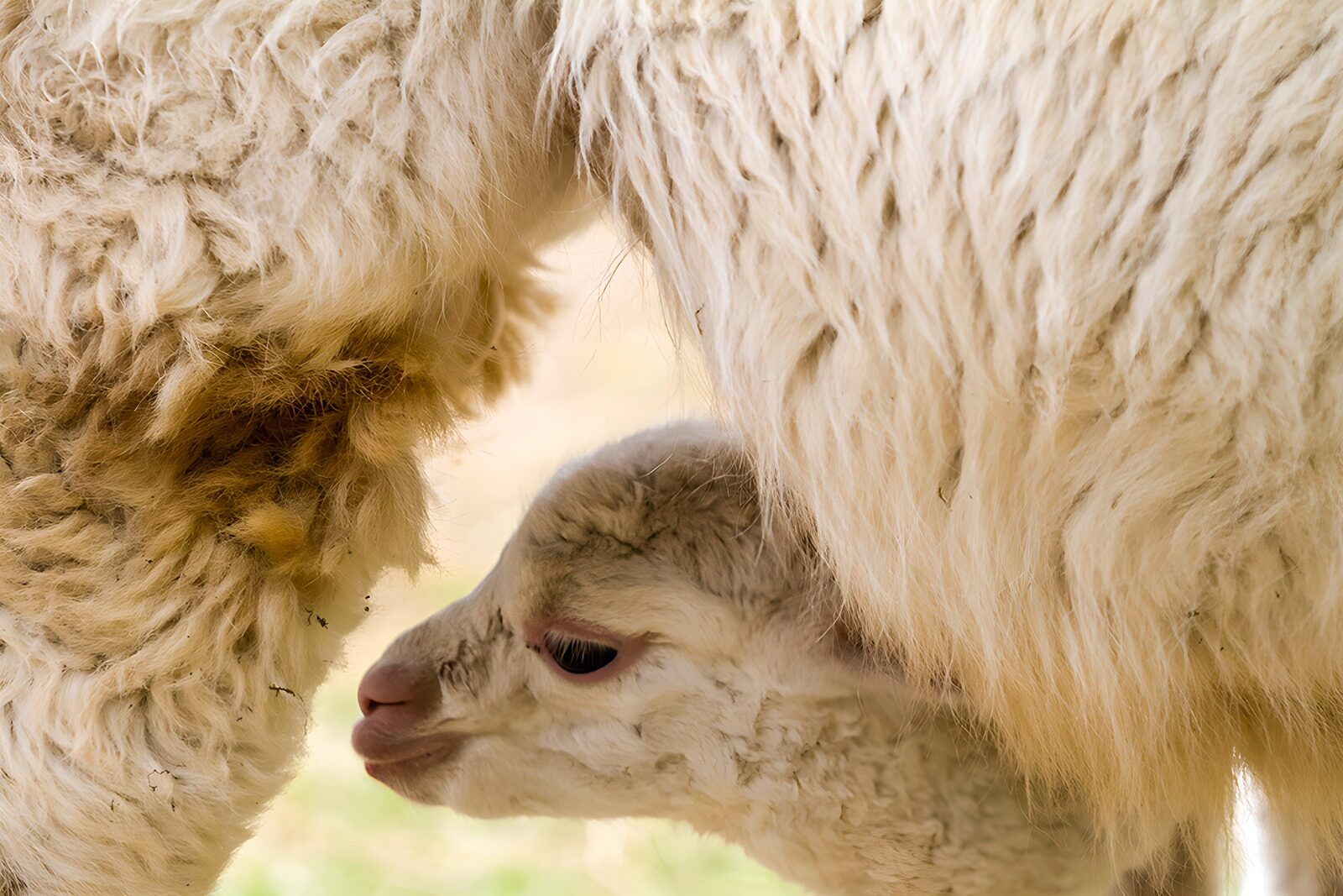 CW2228877: Schattig lammetje zoekt moeder