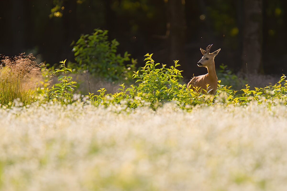 Ree in de natuur