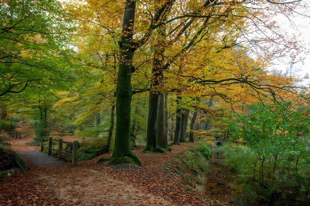 Herfstwandeling door het bos