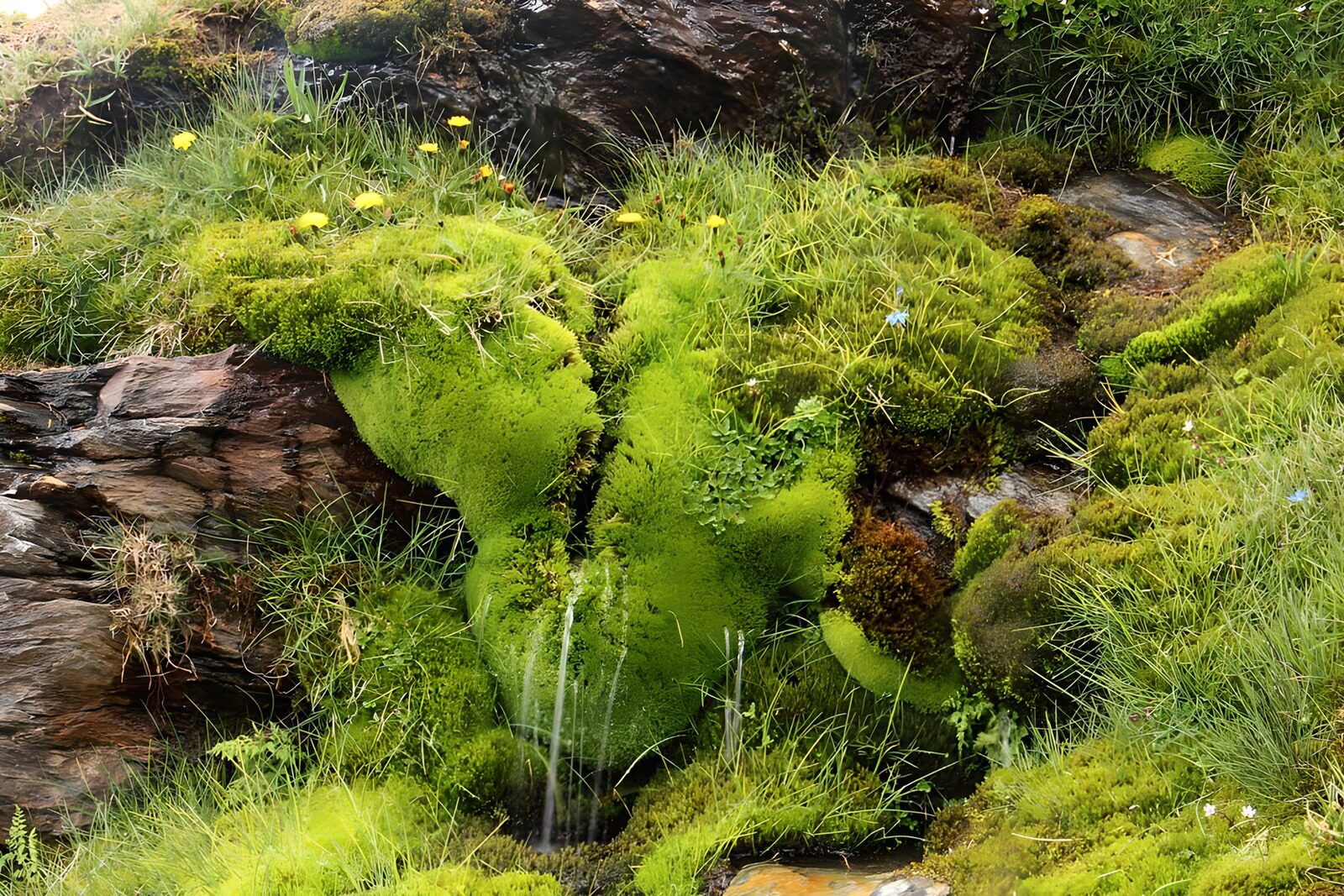 CW3493151: Groene Mosrijke Oever