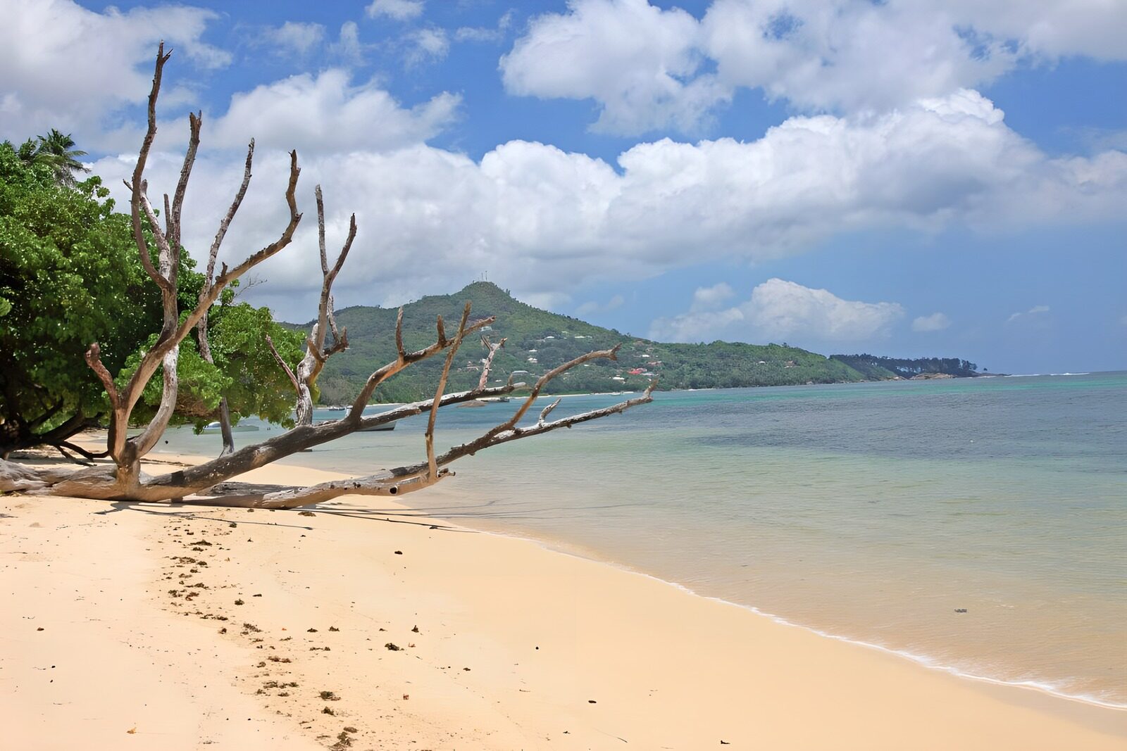 CW5372892: Tropisch strand met dood hout